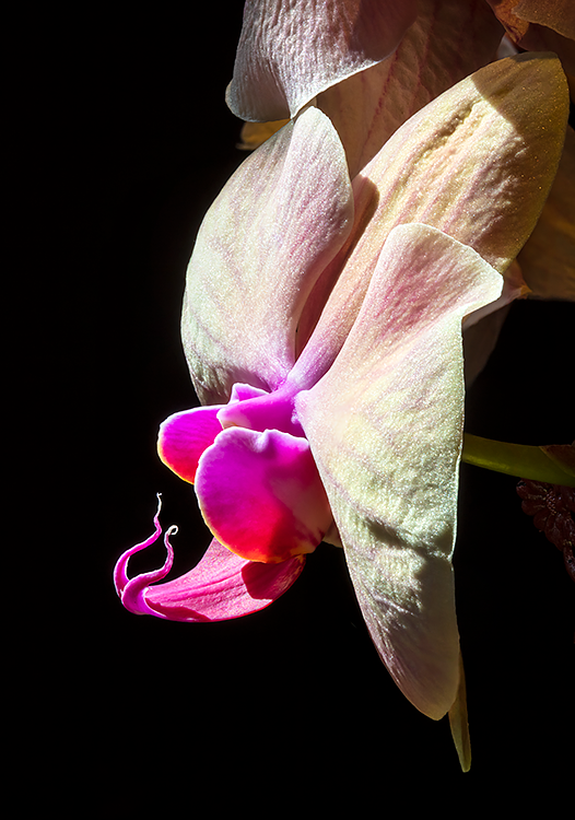 Orchid in Sunlight
