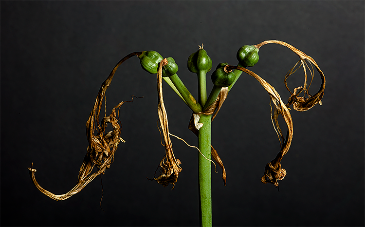 Resurrection Lily Seedpods