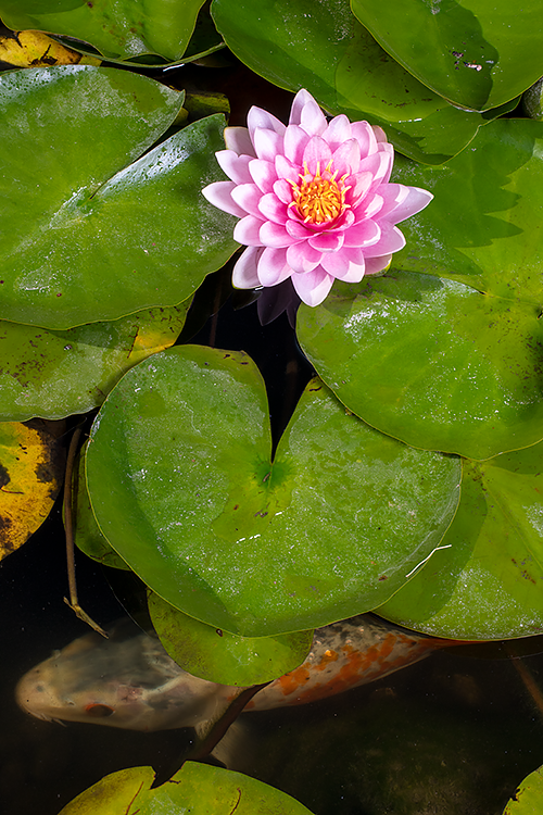Water Lily and Carp