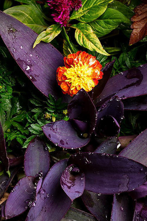 African Marigold and Purple Heart