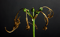 Resurrection Lily Seed Pods