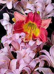 Resurrection Lilies and Daylily