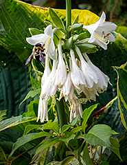 Hosta and Bee