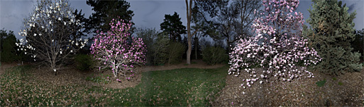 Springtime Magnolias at Dusk